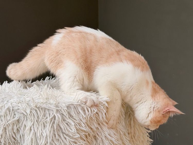 สก็อตติชครีมไวท์ (ดช.) รูปที่ 3