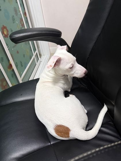 แจ็ค รัสเซลล์ ชาย สายพันธุ์แท้พ่อแม่แจ็ค น่ารักเหมือนหมีขาว ขนตายังขาวเลย พลังล้นเหลือ วัคซีนครบแล้ว กทม.ไม่ไกล ไปส่งฟรี รูปที่ 5