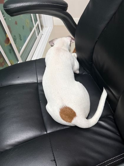 แจ็ค รัสเซลล์ ชาย สายพันธุ์แท้พ่อแม่แจ็ค น่ารักเหมือนหมีขาว ขนตายังขาวเลย พลังล้นเหลือ วัคซีนครบแล้ว กทม.ไม่ไกล ไปส่งฟรี รูปที่ 4