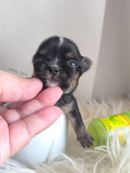 เปิดจองชิวาวา จิ๋วๆ  รูปที่ 3