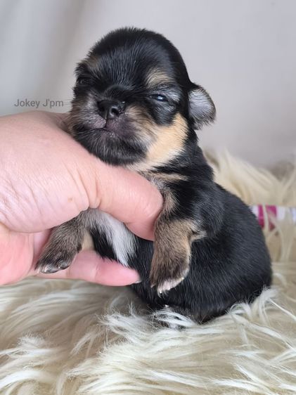 เปิดจอง ชิวาวาแท้ รูปที่ 11