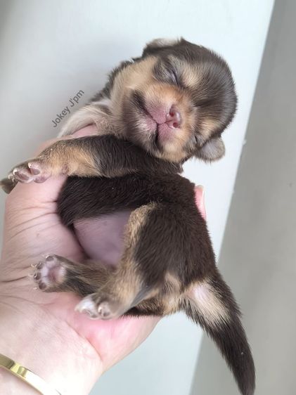 เปิดจอง สาวน้อยชิวาวา รูปที่ 9