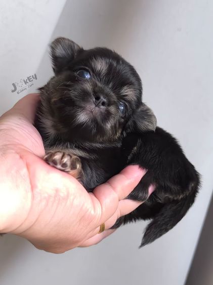 เปิดจอง สาวน้อย ชิวาวาแท้ รูปที่ 6