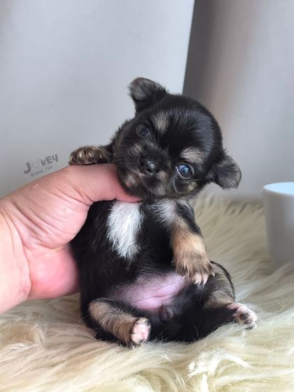 เปิดจอง สาวน้อย ชิวาวาแท้ รูปที่ 2