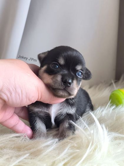 เปิดจอง ชิวาวาแท้ ขนสั้น รูปที่ 3