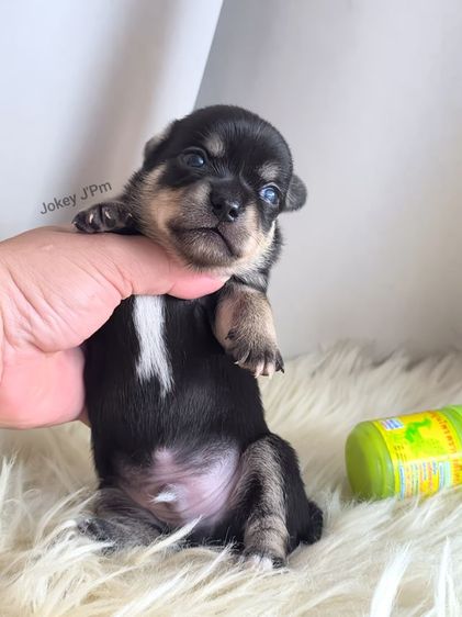 เปิดจอง ชิวาวาแท้ ขนสั้น