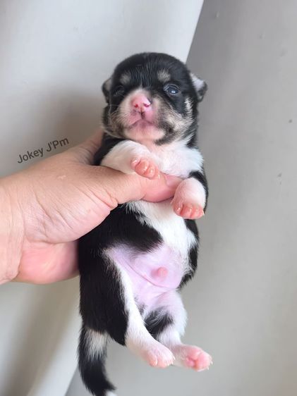 เปิดจอง ชิวาวาแท้