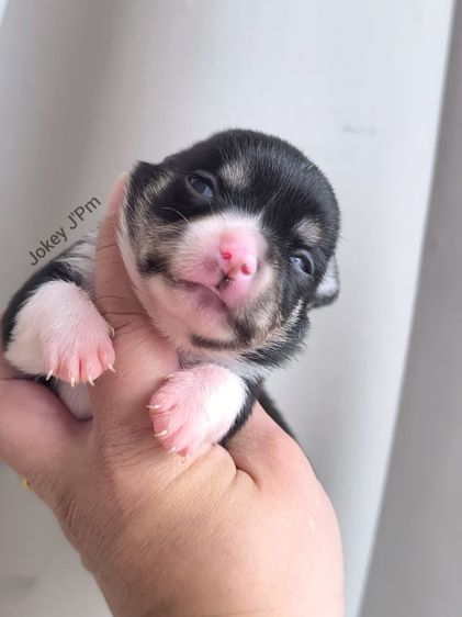 เปิดจอง ชิวาวาแท้ รูปที่ 8