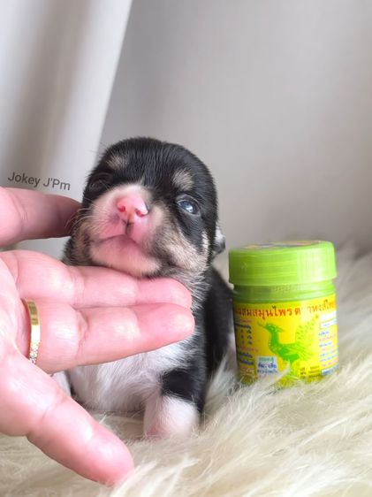 เปิดจอง ชิวาวาแท้ รูปที่ 11