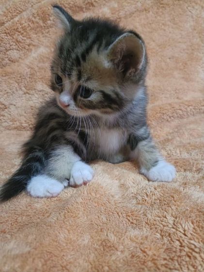 สก็อตติช โฟลด์ (Scottish Fold) สก็อตติช