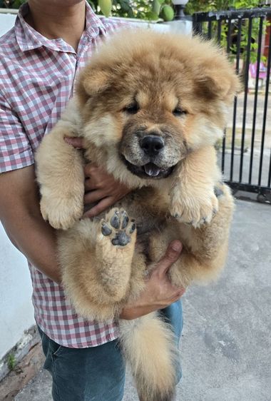 น้องเชาเชา อายุ 3เดือน 9วัน ชาย1 หญิง1  รูปที่ 8