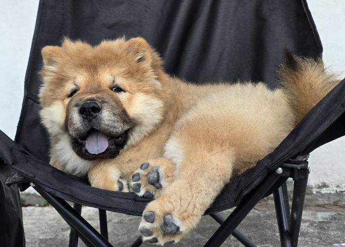 น้องเชาเชา อายุ 3เดือน 9วัน ชาย1 หญิง1 