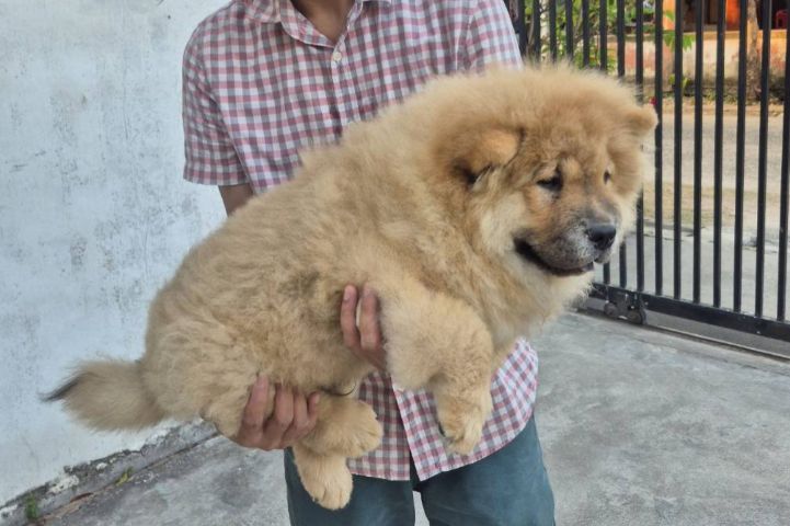 น้องเชาเชา อายุ 3เดือน 9วัน ชาย1 หญิง1  รูปที่ 7