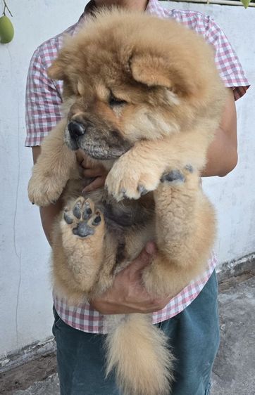 น้องเชาเชา อายุ 3เดือน 9วัน ชาย1 หญิง1  รูปที่ 6