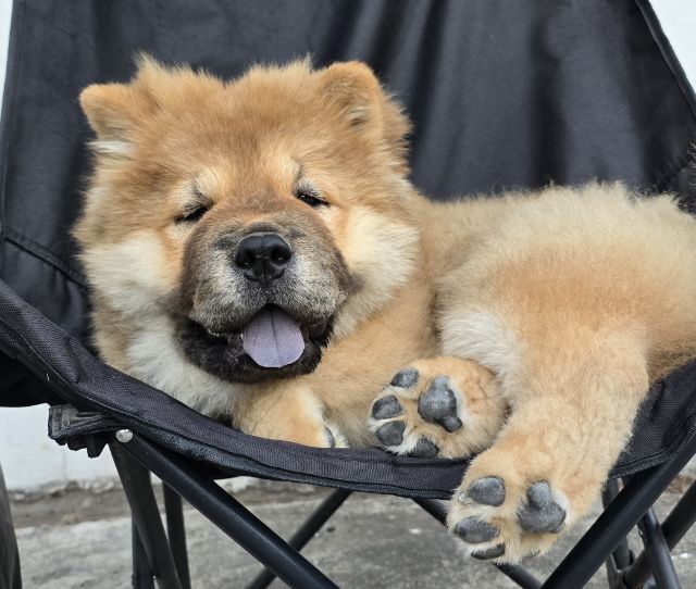 น้องเชาเชา อายุ 3เดือน 9วัน ชาย1 หญิง1  รูปที่ 4