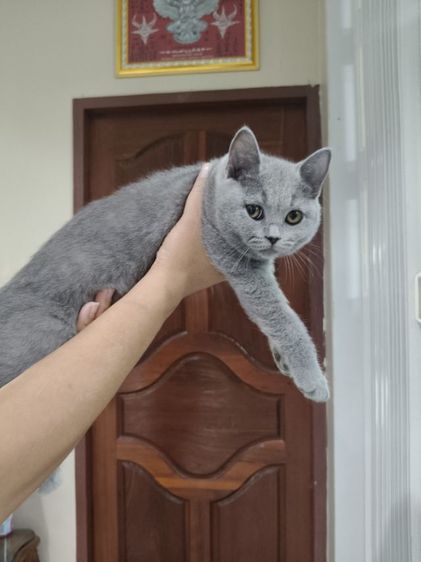 เด็กหญิงคนสุดท้อง รูปที่ 3