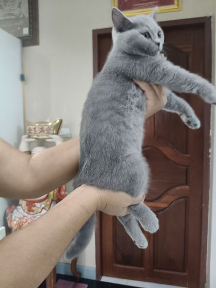 เด็กหญิงคนสุดท้อง รูปที่ 4