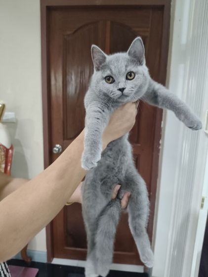 เด็กหญิงคนสุดท้อง รูปที่ 6