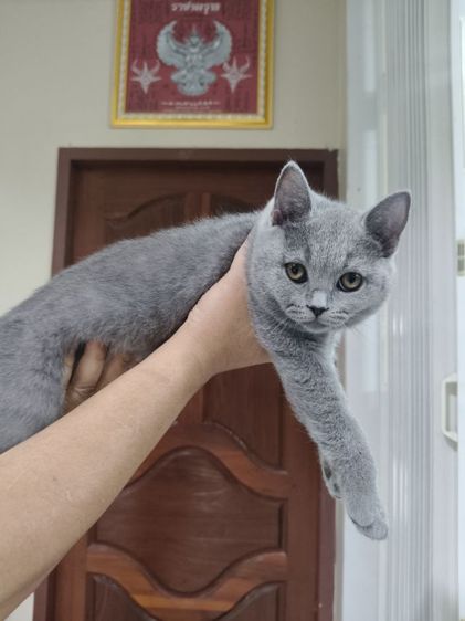 เด็กหญิงคนสุดท้อง รูปที่ 7