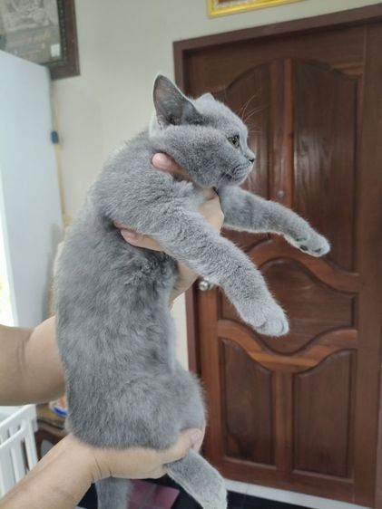 เด็กหญิงคนสุดท้อง รูปที่ 2