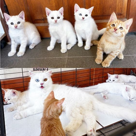 น้องแมว รูปที่ 2