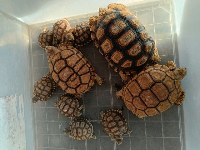 เต่าซูลคาต้า 3.5-4นิ้ว รูปที่ 5