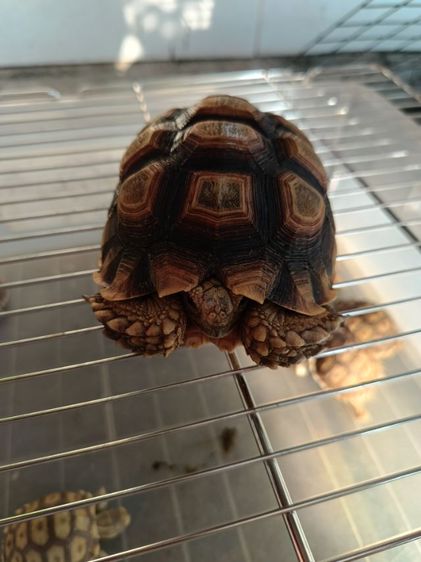 เต่าซูลคาต้า 3.5-4นิ้ว รูปที่ 6