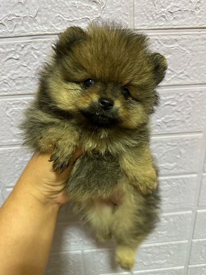 ปอมเมอเรเนียน (Pomeranian) เล็ก ปอม ชาย1 หญิง3