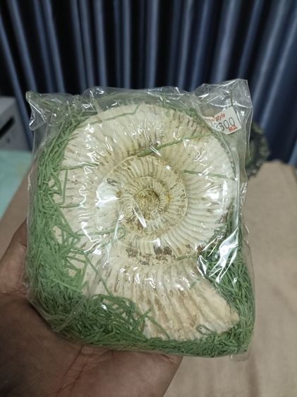 แอมโมไนต์(Ammonite) รูปที่ 3