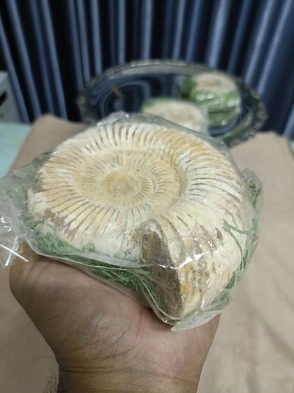 แอมโมไนต์(Ammonite) รูปที่ 5
