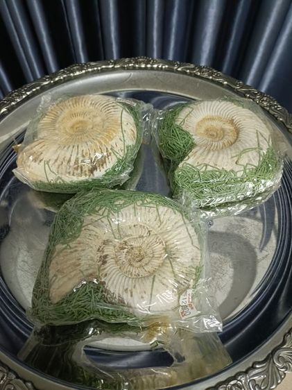 แอมโมไนต์(Ammonite) รูปที่ 2