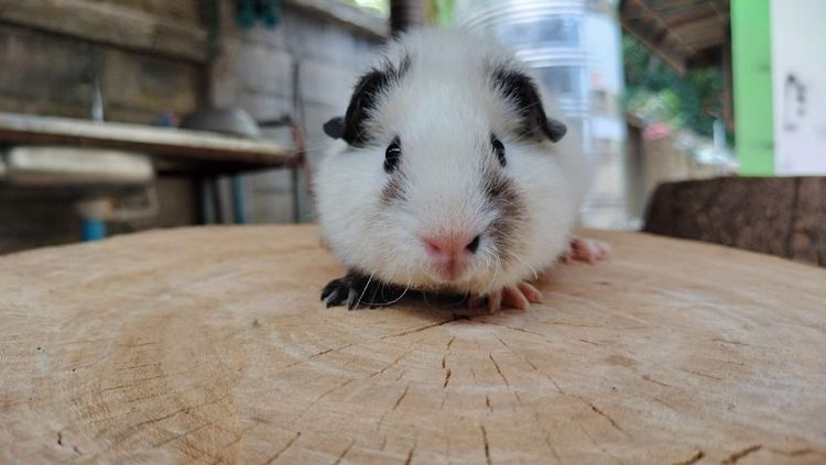 แกสบี้ รูปที่ 6