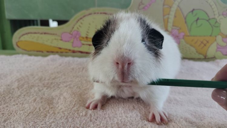 แกสบี้ รูปที่ 4