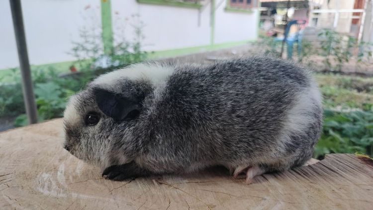 แกสบี้ รูปที่ 2