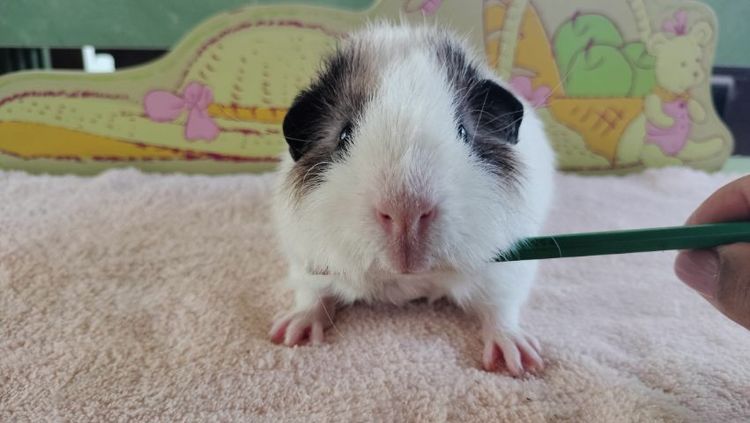 แกสบี้ รูปที่ 3