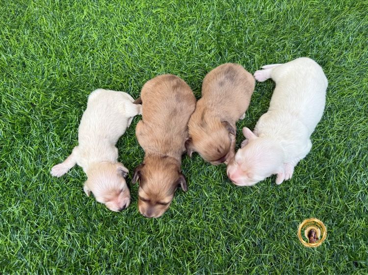 ดัชชุนขนยาว รูปที่ 2