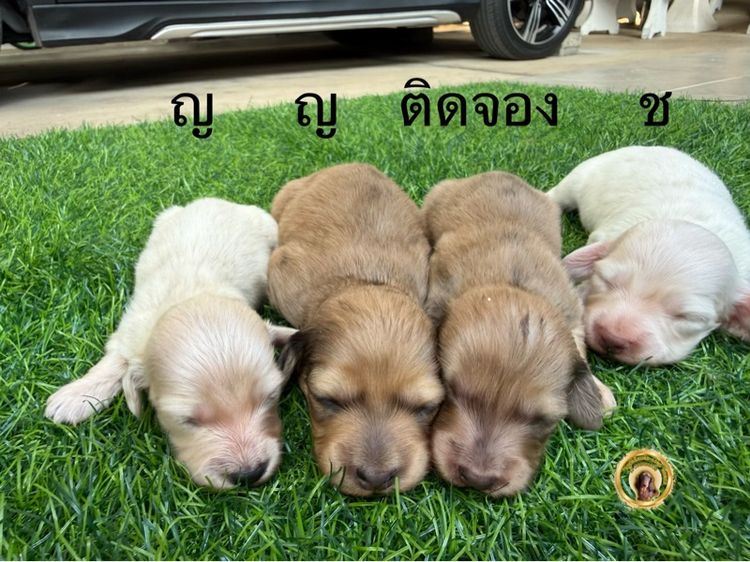 ดัชชุน (Dachshund) เล็ก ดัชชุนขนยาว