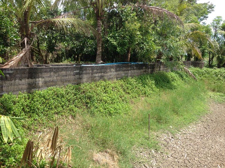 ขายที่ดินทําเลดี 10 ไร่เศษ (ตามโฉนด) อ.ฝาง รูปที่ 2