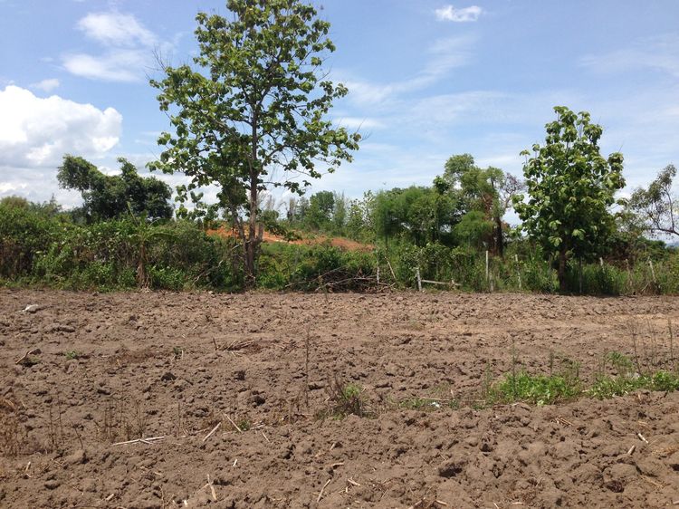 ขายที่ดินทําเลดี 10 ไร่เศษ (ตามโฉนด) อ.ฝาง รูปที่ 4