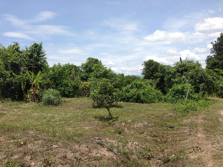 ขายที่ดินทําเลดี 10 ไร่เศษ (ตามโฉนด) อ.ฝาง รูปที่ 3