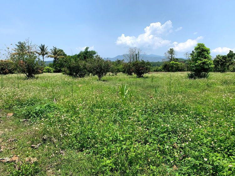 ขายที่ดินทําเลดี 10 ไร่เศษ (ตามโฉนด) อ.ฝาง