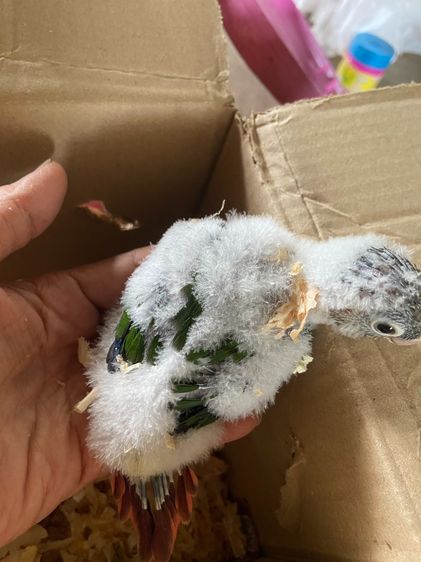 ลูกป้นพายแอบเปิ้ล รูปที่ 2