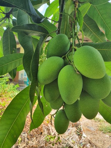 มะม่วงเบาภาคใต้ สด กรอบ จากต้น รูปที่ 2