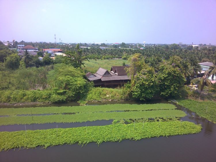 ที่ดินติดแม่น้ำท่าจีน3ไร่ท่าตลาด ใกล้วัดไร่ขิง450เมตร รูปที่ 2