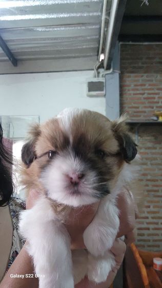 ลูกสุนัขชิสุ รูปที่ 3