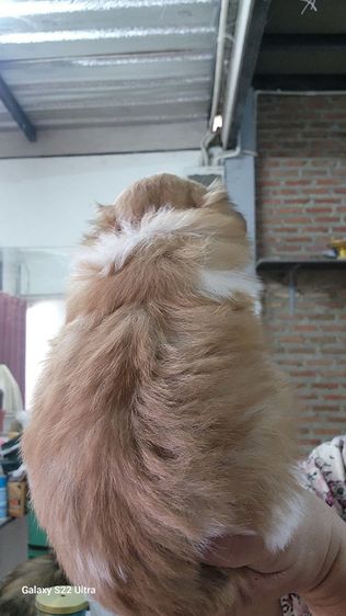 ลูกสุนัขชิสุ รูปที่ 2