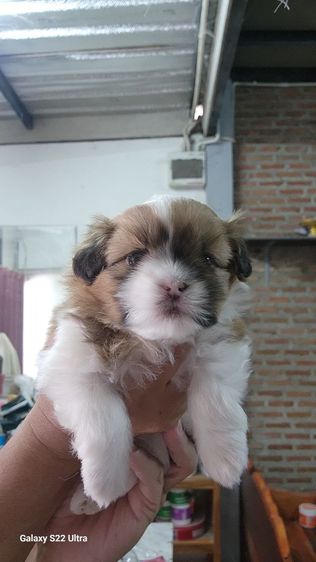 ลูกสุนัขชิสุ