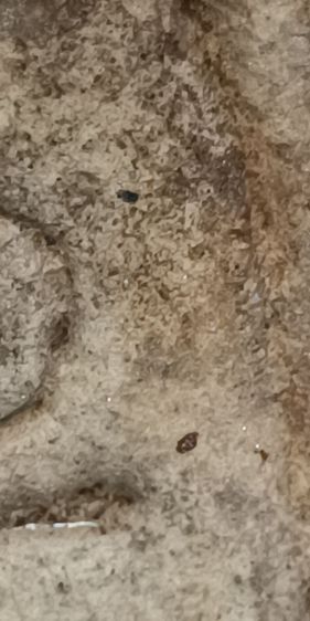 พระสมเด็จวัดระฆัง รูปที่ 5