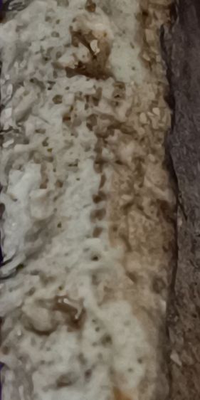 พระสมเด็จวัดระฆัง รูปที่ 13