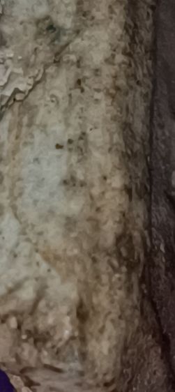 พระสมเด็จวัดระฆัง รูปที่ 15